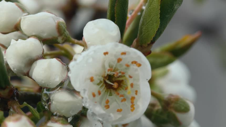 White flower blossoms frozen in ice