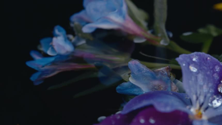 Blue viola flowers floating in water with petals covered in water droplets