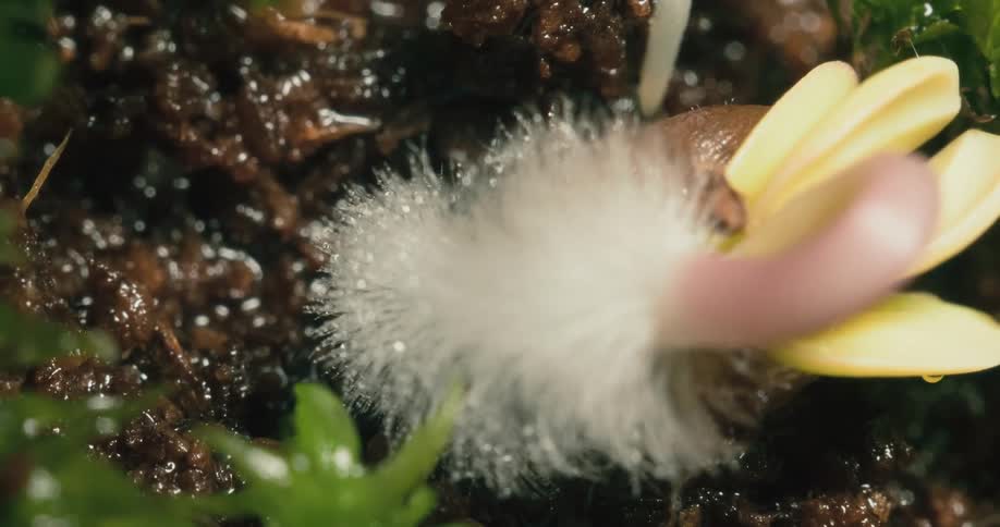 Timelapse of a seed sprouting over the wet forest ground