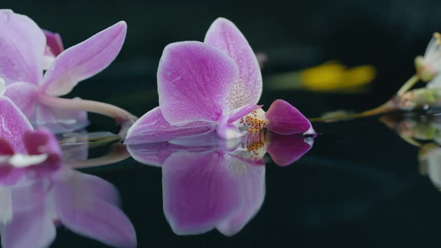 Pink flowers are floating on the water and moving in the breeze