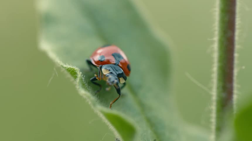 The sun shines on a ladybug as it crawls on the leaf of a plant