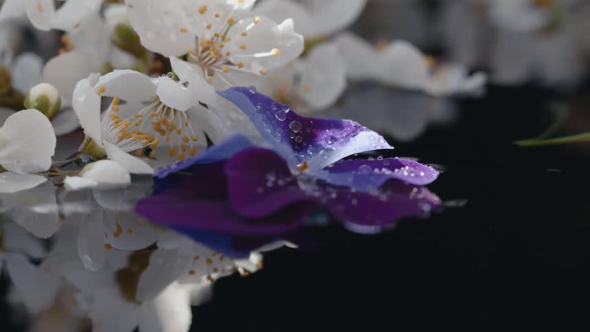 Purple and white flowers reflect on the water as they move in the breeze