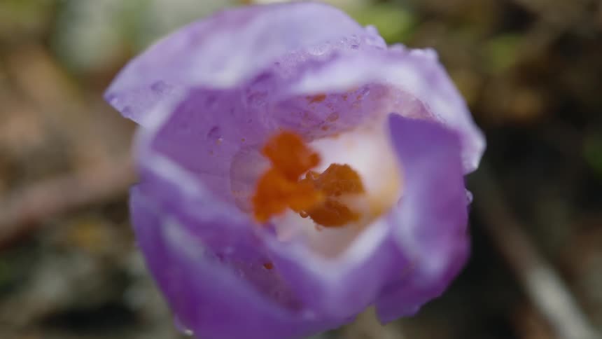 A purple flower covered in water droplets in the wilderness during the day