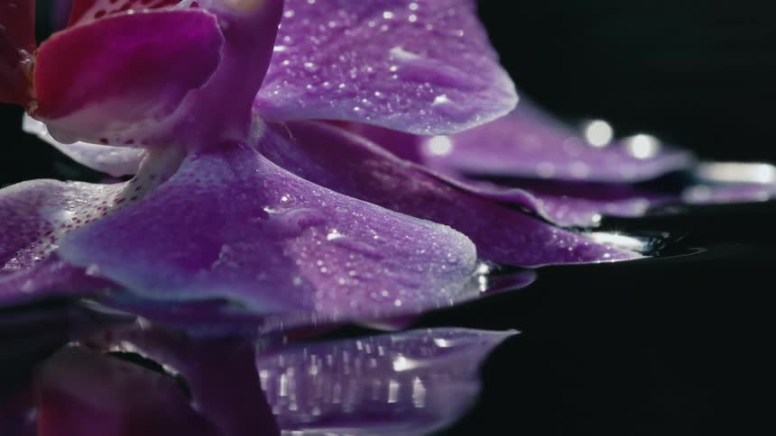 Droplets are on the petals of a purple flower as it reflects onto the water