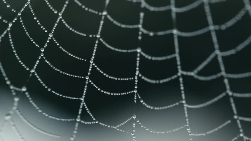 A spiderweb covered in dew moves in the wind