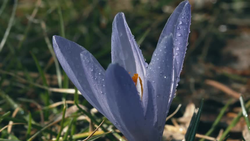 Water droplets are on the petals of a crocus as it moves in the breeze