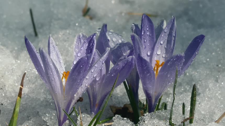 Crocuses in the snow with drops of water on them as they move in the breeze