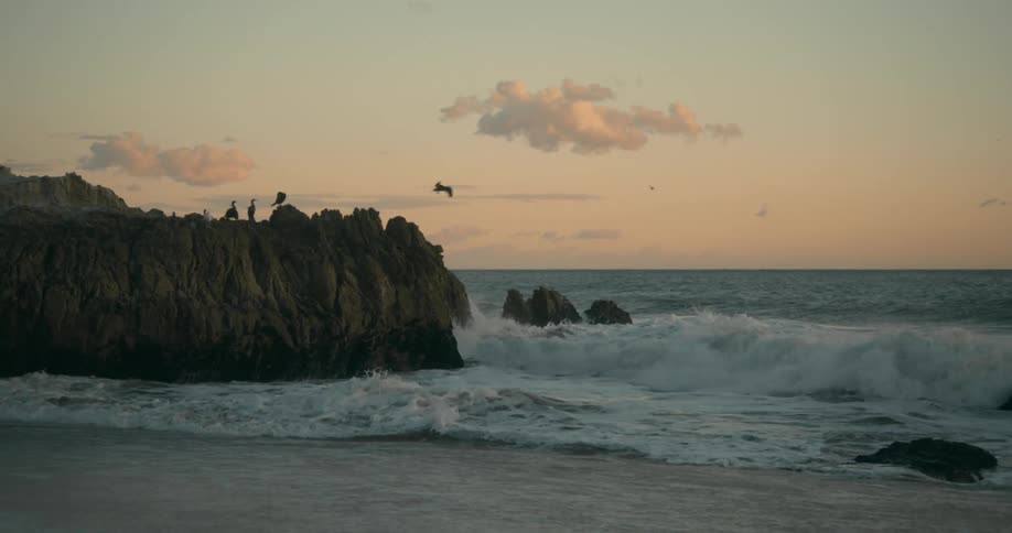 Seagull standing on a promontory on the beach takes flight over the waves at sunset