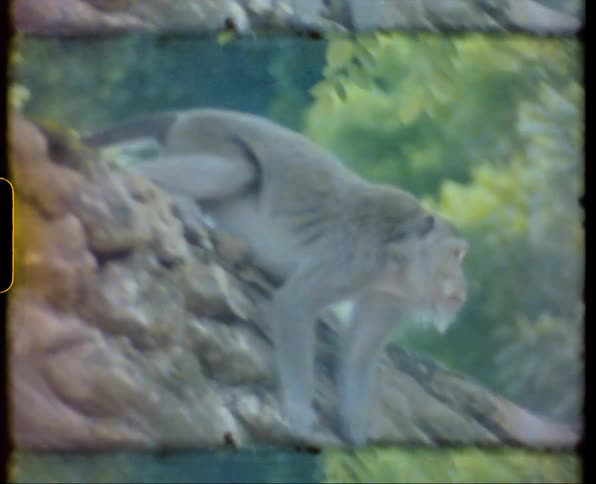 Grey monkey climbing down a rock wall caught on vintage film
