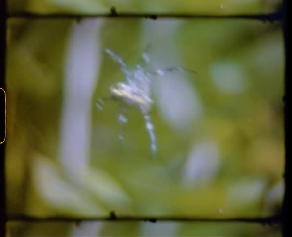 A spider clings to its web spun between some plants as it is bounced around