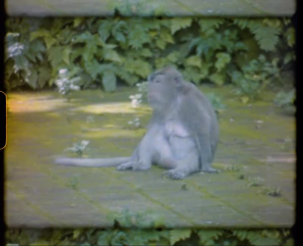 A monkey sits on a brick walkway and looks around