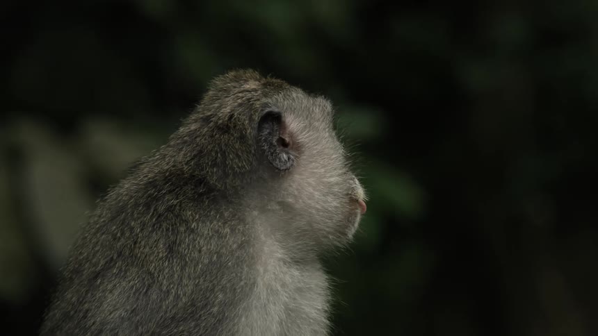 Slow motion footage of a gray monkey shaking its head