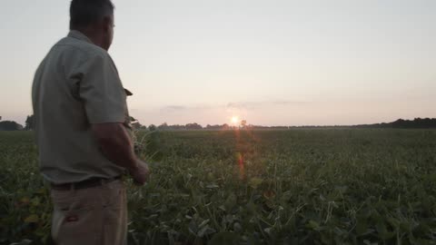 A man is standing in a farm field holding a plant as he looks at the sun on the horizon