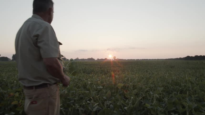 A man is standing in a farm field holding a plant as he looks at the sun on the horizon