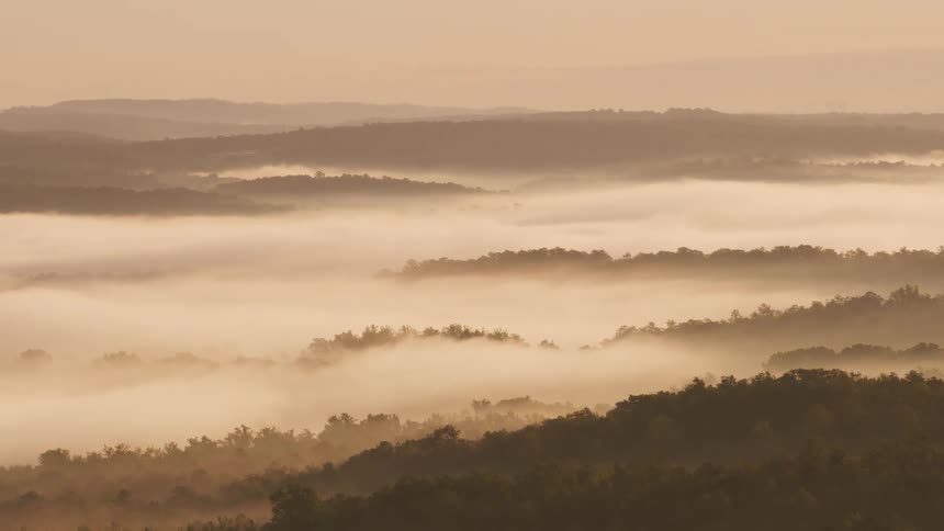 Thick clouds are hovering over trees in a dense forest in the wilderness