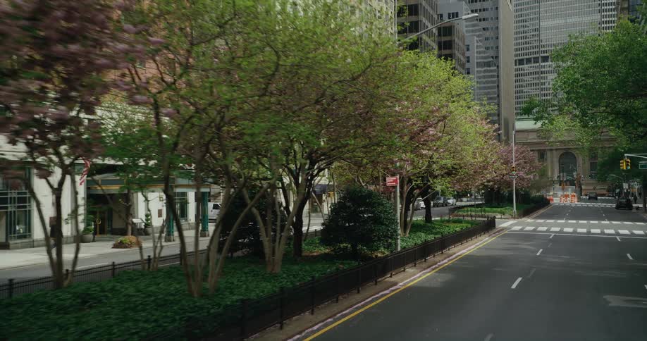 Cherry blossom trees line the median of a city street