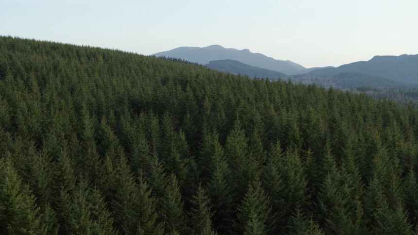 Aerial view of a forest of trees and mountains in the distance