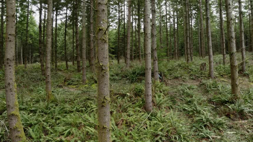 A cyclist rides a bicycle along a dirt road through a forest during the day