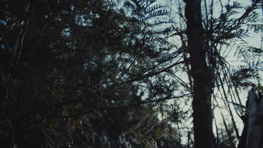 Branches and leaves on trees move in the breeze