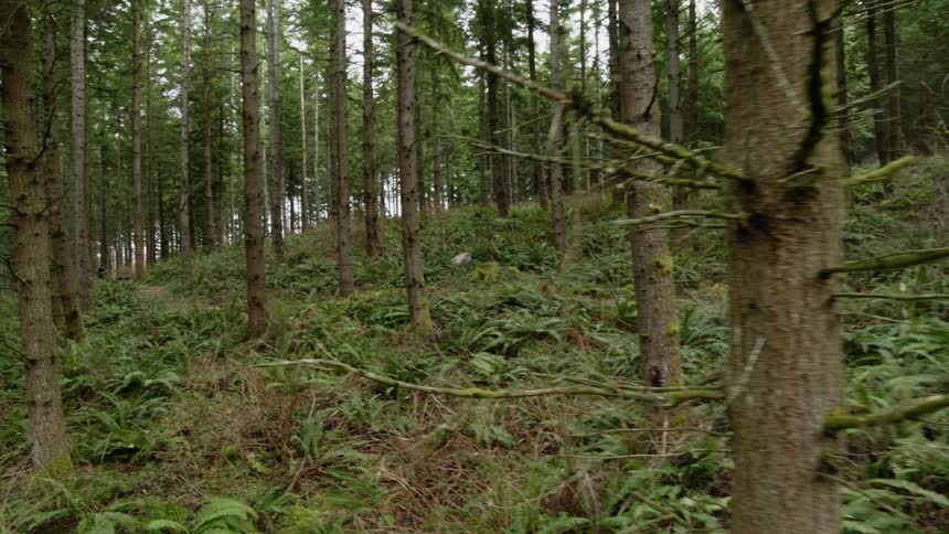 A person is racing through the forest on a mountain bike