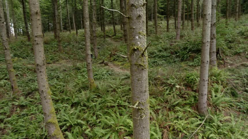 A bicycle motocross cyclist rides along a dirt path through a woodland during the day