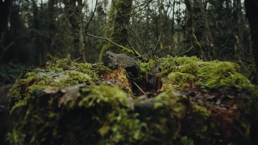 Moss grows on rotting tree stump and nearby trees in forest