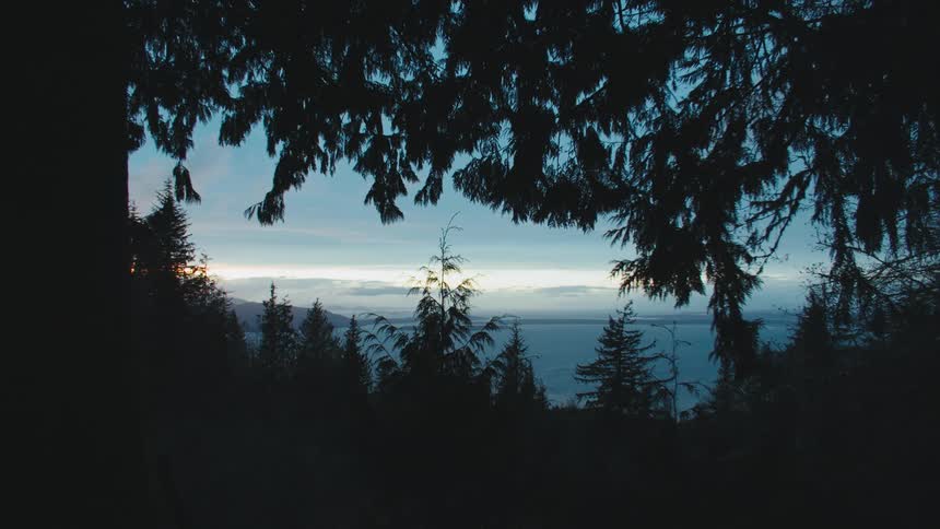 The ocean is visible through dense trees in a forest