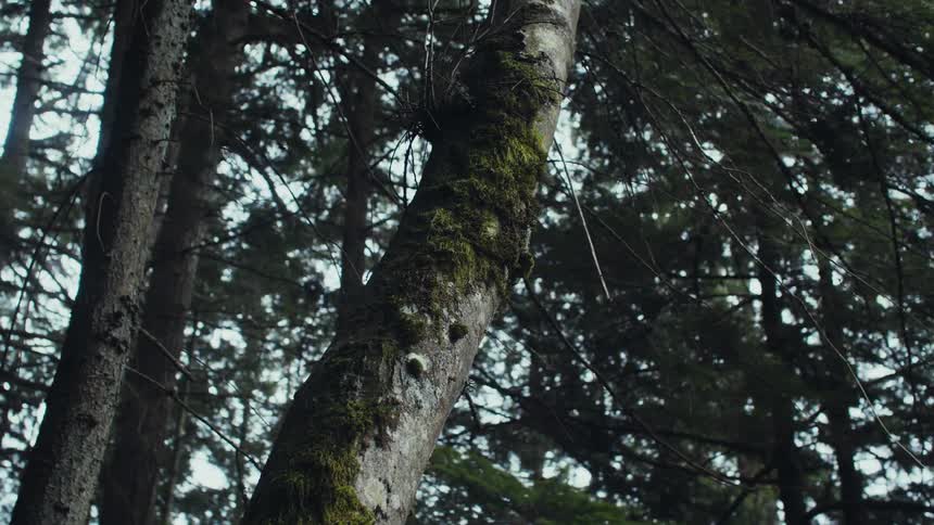 Green moss growing on the side of the trunk of a tree in the forest
