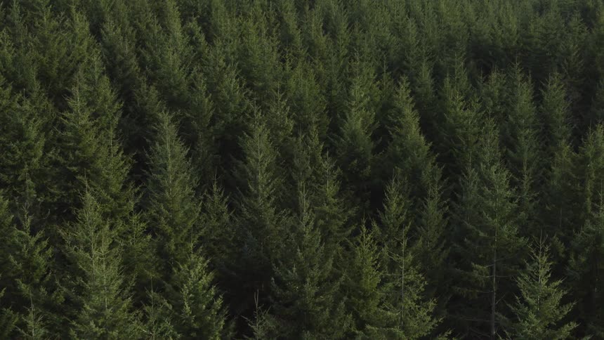 An aerial flyover of a forest shows an endless number of evergreen trees