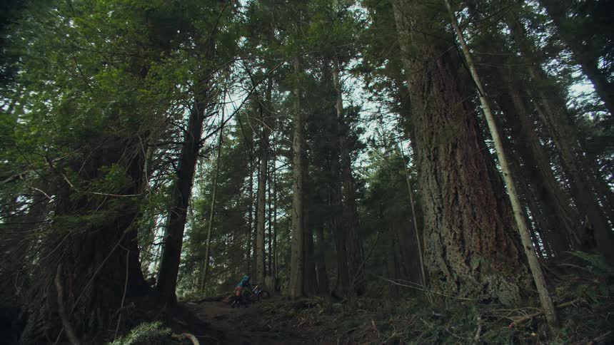 Person pushes bicycle up sloping dirt path in forest of tall trees