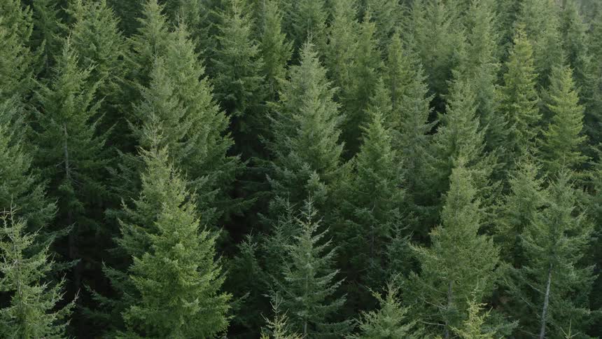 Gaps between conifer trees in forest are full of shadows