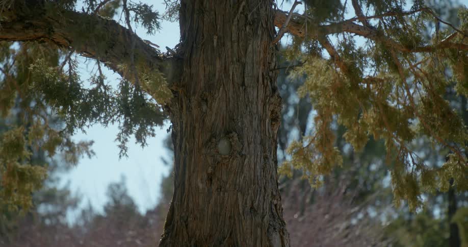 A large tree with leaves in fall colors move in the breeze