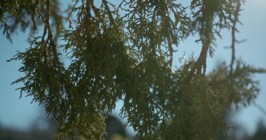 Green needles on the pine tree branch gently waving in front of a blue sky