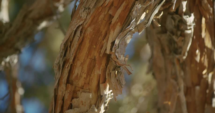 Twisting footage peeling bark on the tree branch in front of a blue sky