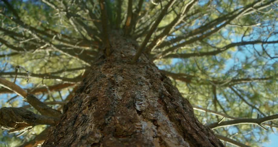 A tall tree reaches into the sky