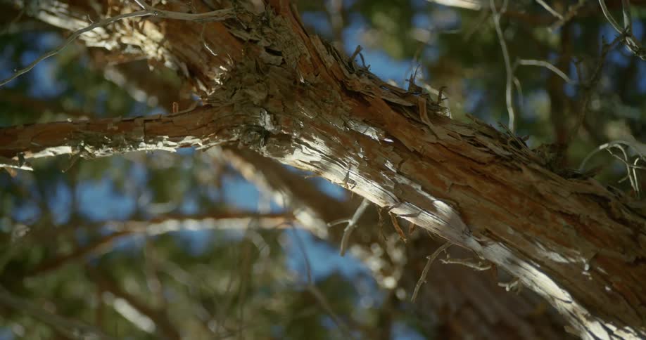 Green needles on the pine tree branch gently waving in front of a blue sky