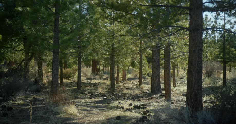 Trees growing on the dry soil on a forest under a blue sky