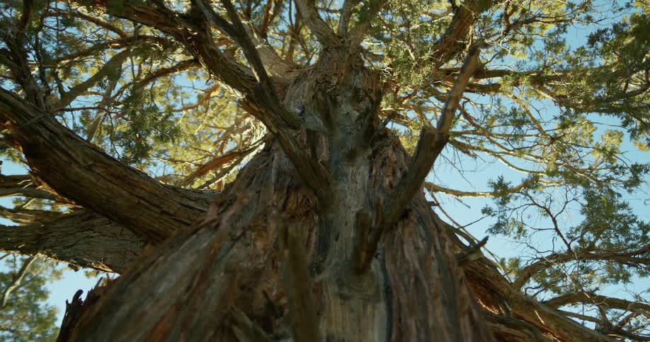 Looking up at the branches of an old tree with green and yellow leaves against a blue sky