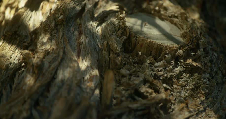 A view of a tree