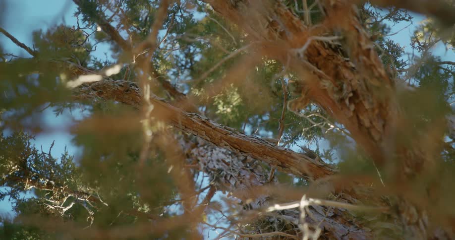 Twisting footage peeling bark on the tree branch in front of a blue sky