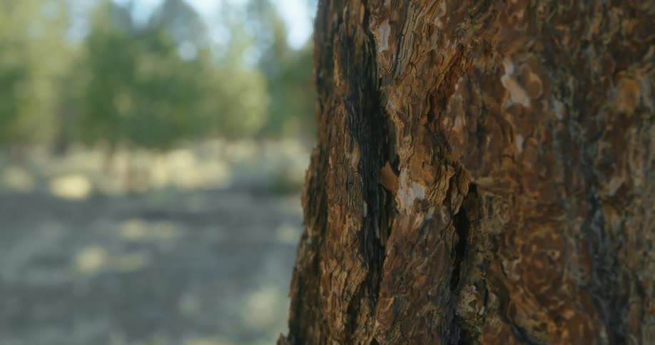 Tree with thick trunk stands separated from woods by clearing of bare ground