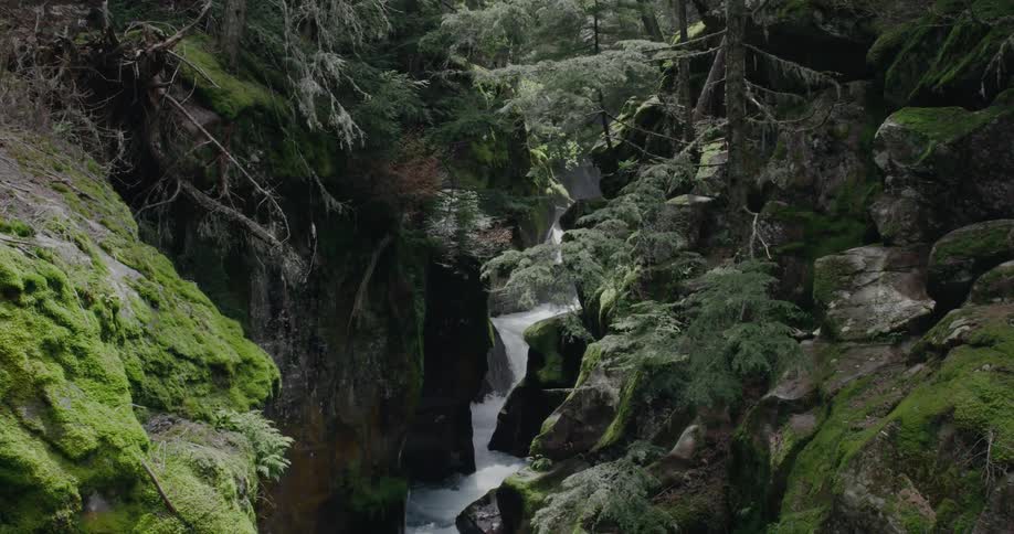 Waterfalls flow in a stream in the woods and moss grows on rocks among the plants