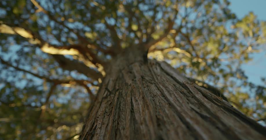 Peeling bark of a tall tree under a blue sky at evening
