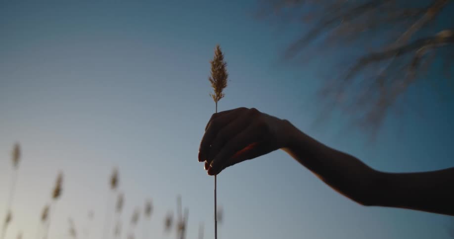 Womans hand holdig dry reed is silhouetted against the sky