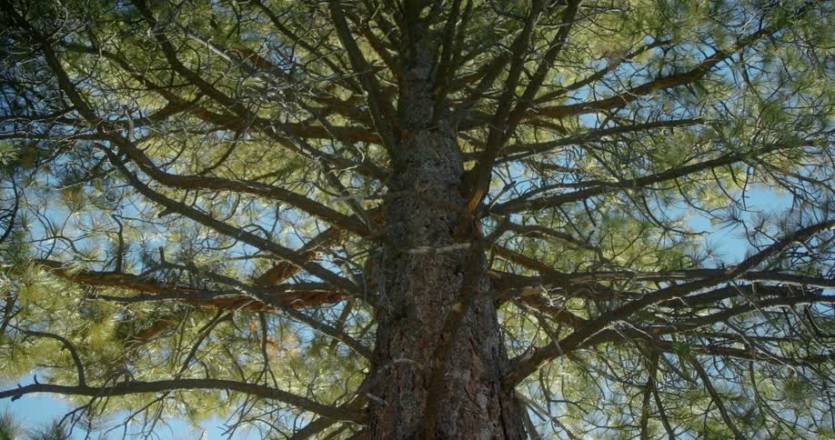 Close up view of a tree in a forest is displayed