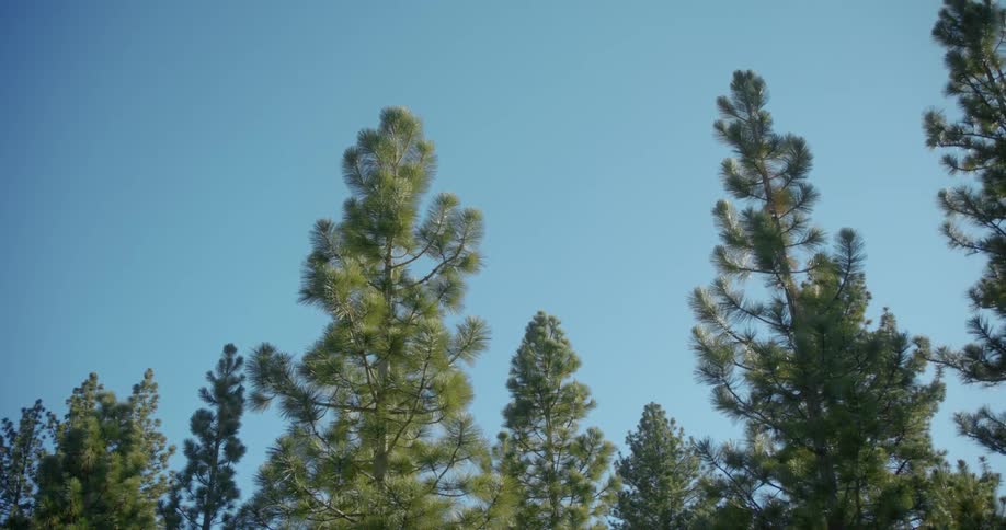 The green of conifer trees in forest contrast with blue of the sky