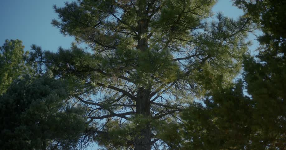 The forest is full of tall trees