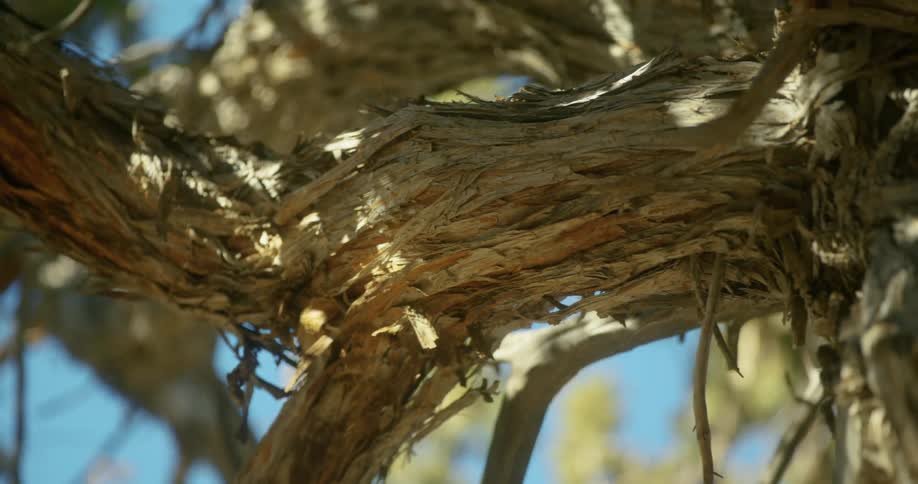 A damaged and shredded tree branch hangs from a tree stump