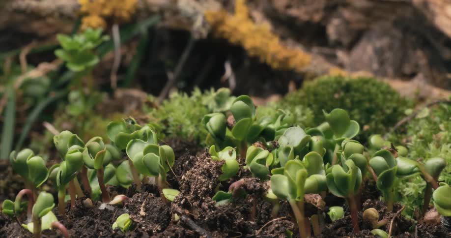 Timelapse of a group of sprouts emerge from the soil and slowly grow