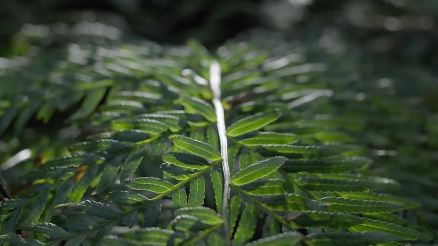Close up of tree branch with leaves